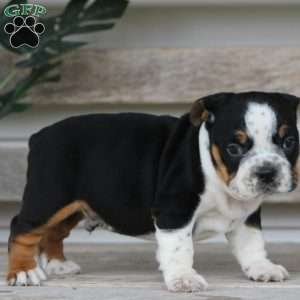 Rover, Beabull Puppy