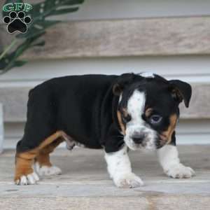 Rover, Beabull Puppy