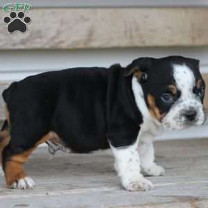 Rover, Beabull Puppy
