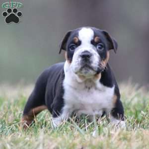 Rover, Beabull Puppy