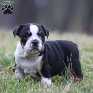 Rover, Beabull Puppy