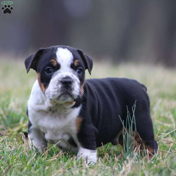 Rover, Beabull Puppy