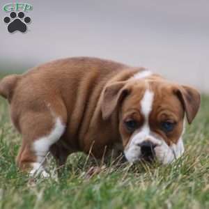 Rusty, Beabull Puppy