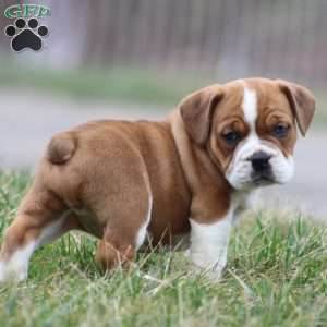 Rusty, Beabull Puppy