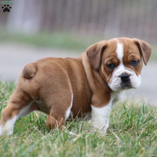 Rusty, Beabull Puppy