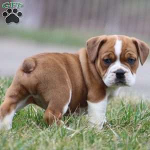 Rusty, Beabull Puppy