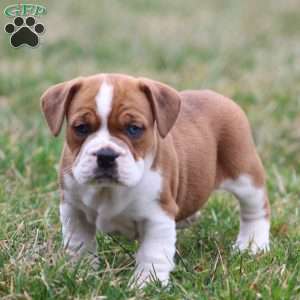 Rusty, Beabull Puppy