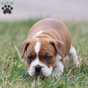 Rusty, Beabull Puppy