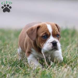 Rusty, Beabull Puppy