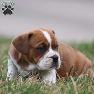 Rusty, Beabull Puppy