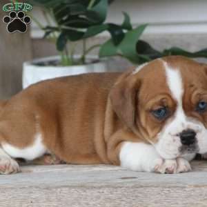 Rusty, Beabull Puppy