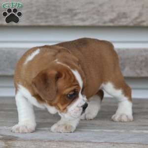 Rusty, Beabull Puppy