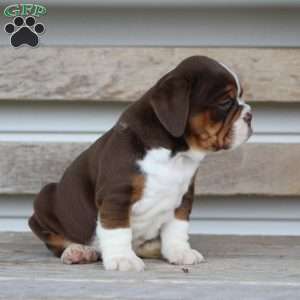 Daisy, Beabull Puppy