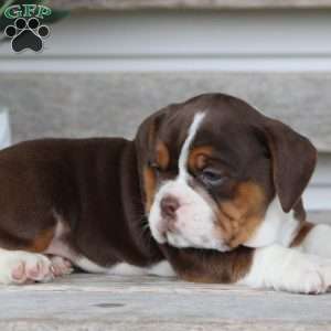 Daisy, Beabull Puppy