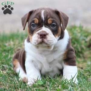 Daisy, Beabull Puppy