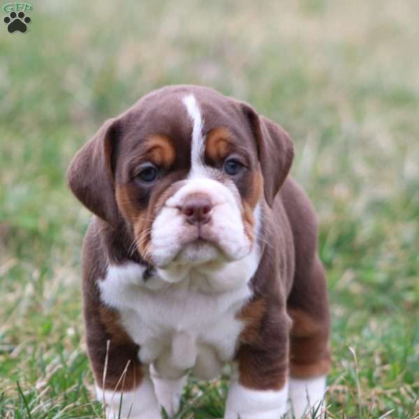 Daisy, Beabull Puppy