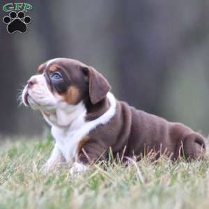 Herman, Beabull Puppy