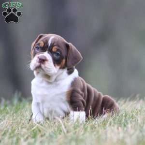 Herman, Beabull Puppy