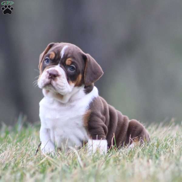 Herman, Beabull Puppy