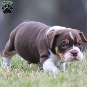 Herman, Beabull Puppy