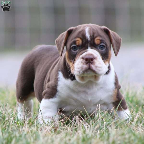 Herman, Beabull Puppy