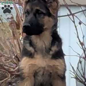 Skye, German Shepherd Puppy