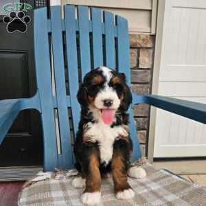 Blake, Bernedoodle Puppy