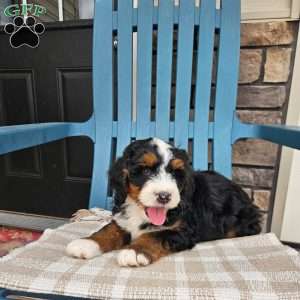 Blake, Bernedoodle Puppy