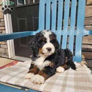 Winslie, Bernedoodle Puppy