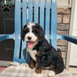 Winslie, Bernedoodle Puppy