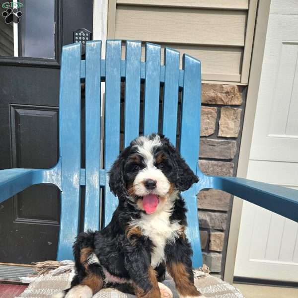 Winslie, Bernedoodle Puppy