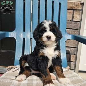 Winslie, Bernedoodle Puppy