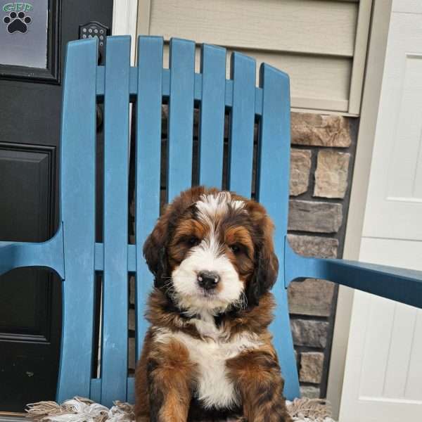 Arlo, Bernedoodle Puppy