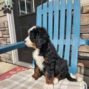 Winslie, Bernedoodle Puppy