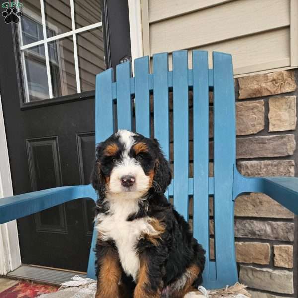 Blake, Bernedoodle Puppy