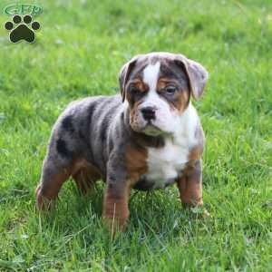 Fabian, Beabull Puppy