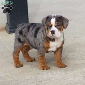 Fabian, Beabull Puppy