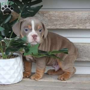 Rolex, Beabull Puppy