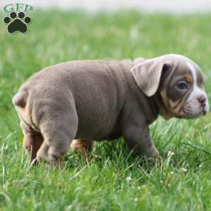 Rolex, Beabull Puppy