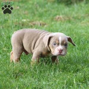 Rolex, Beabull Puppy