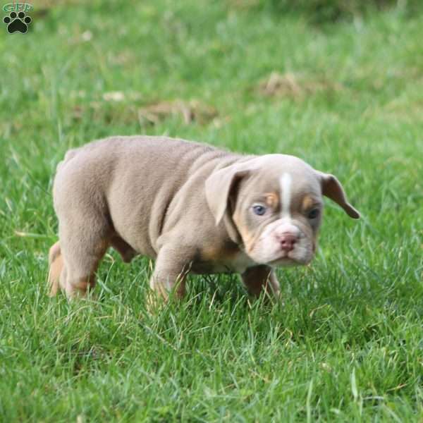 Rolex, Beabull Puppy