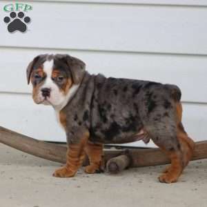 Fabian, Beabull Puppy