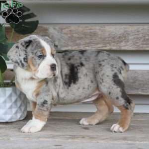 Bianca, Beabull Puppy