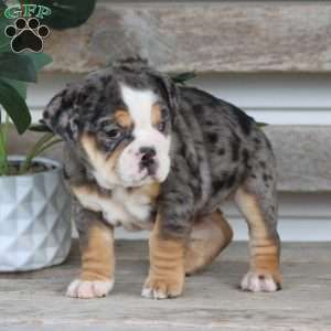 Jewel, Beabull Puppy