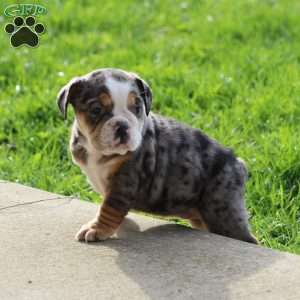 Jewel, Beabull Puppy