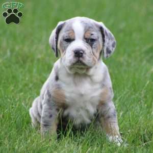 Bianca, Beabull Puppy