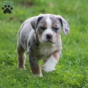 Bianca, Beabull Puppy