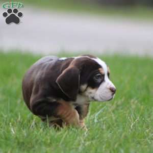 April, Beabull Puppy