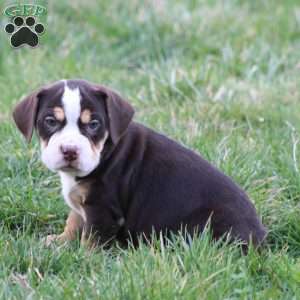 April, Beabull Puppy