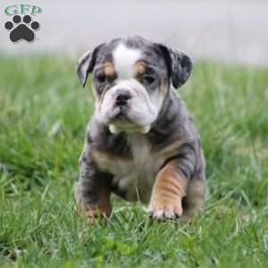 Jewel, Beabull Puppy